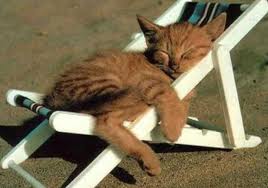 Mijn Kat op vakantie Mijn kat stuurt een vakantiegroet